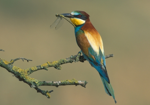 abejaruco