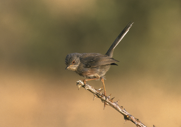 curruca rabilarga