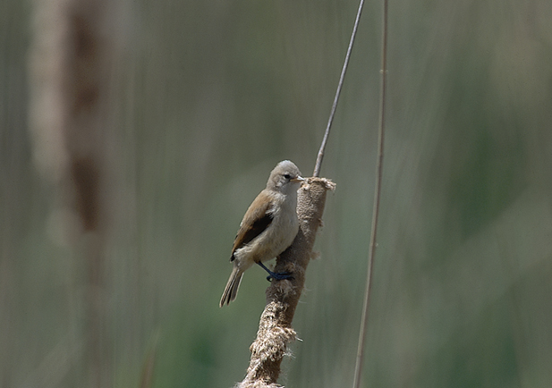 pájaro moscón