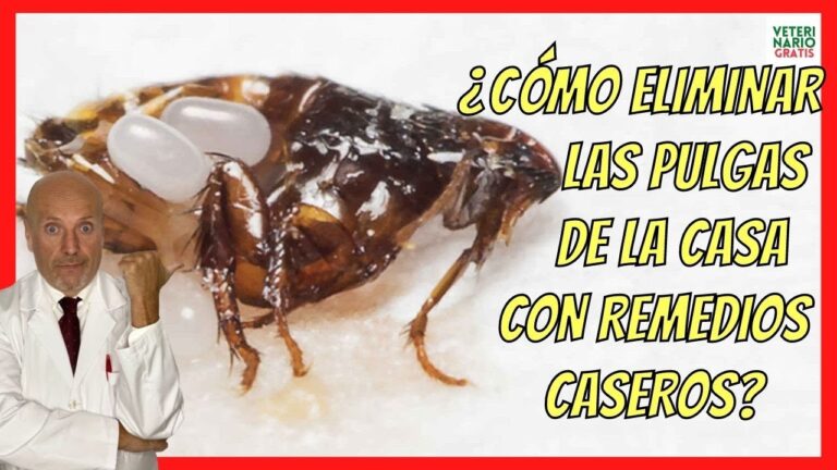 Cómo eliminar las pulgas de manera natural en casa - Todo sobre ...