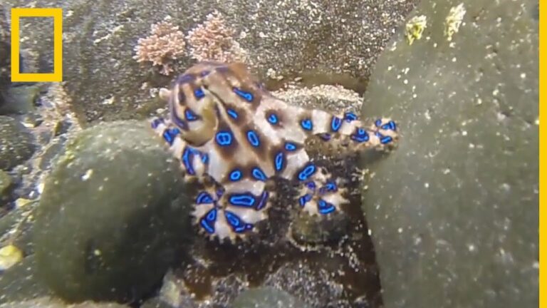 Datos sobre el pulpo de anillos azules - Todo sobre Animales y Bichos