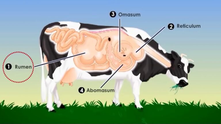Funcionamiento Del Sistema Digestivo De La Vaca Todo Sobre Animales Y funcionamiento-del-sistema-digestivo-de-la-vaca-todo-sobre-animales-y