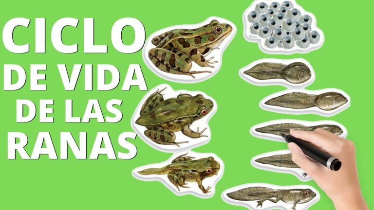 Ciclo de reproducción de las ranas - Todo sobre Animales y Bichos
