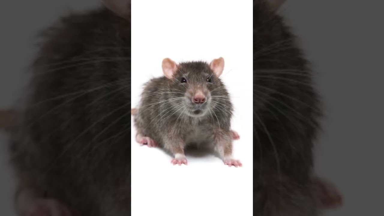 ¿Cuál es el nombre de las crías de las ratas? - Todo sobre Animales y ...