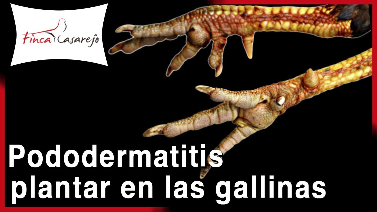 ¿Cuántos dedos conforman la pata de una gallina? - Todo sobre Animales ...