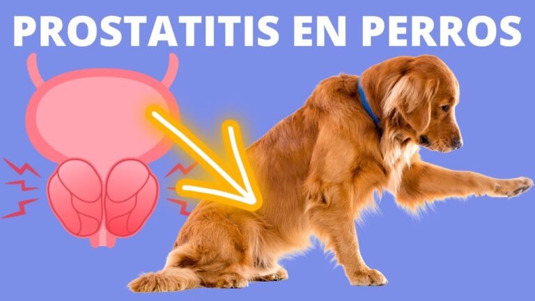 Prostatitis Animales Cáncer de próstata en perros: causas síntomas y tratamientos - Todo ...