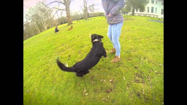Híbrido entre Pastor Belga y Border Collie - Todo sobre Animales y Bichos